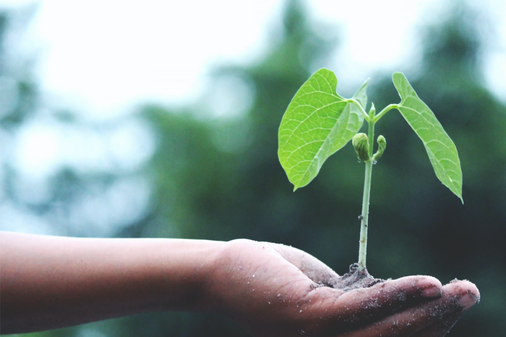 Hand holding a young green plant seedling growing from soil