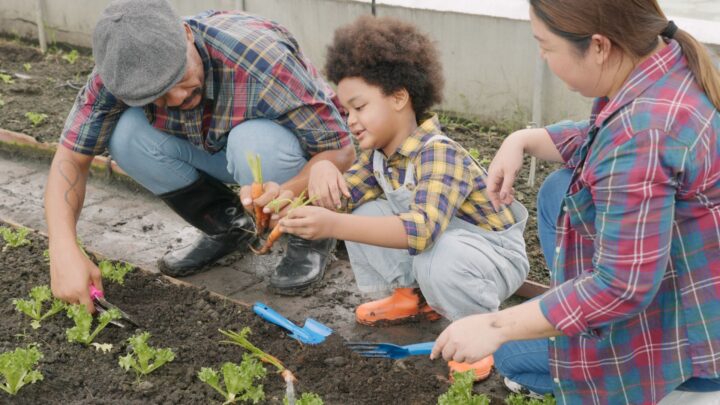 A child and two adults pick vegetables, the child holds a carrot